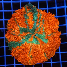 H-7404 - Acanthophyllia