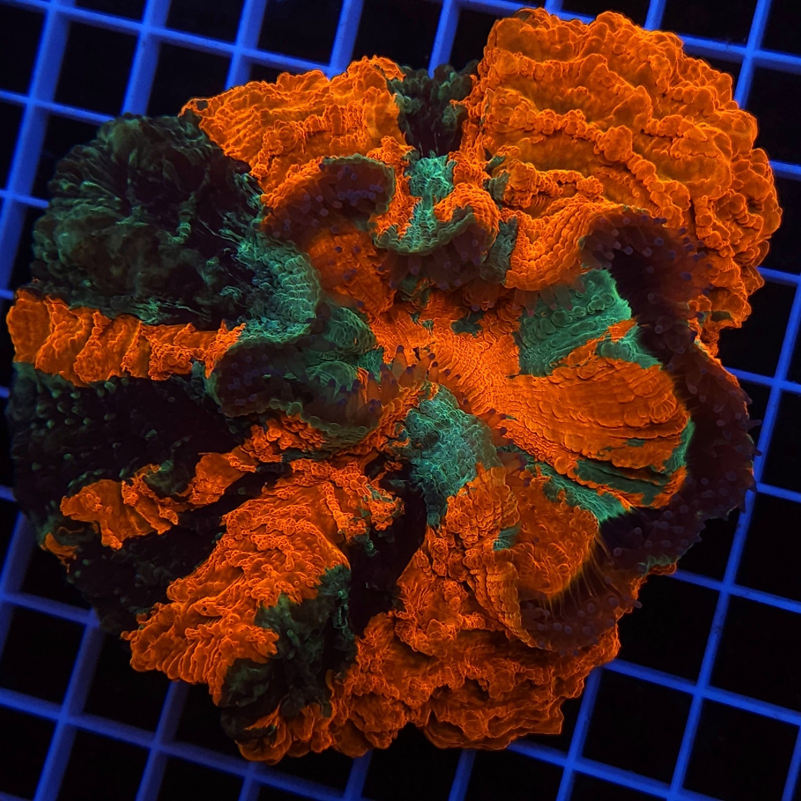 H-7405 - Acanthophyllia
