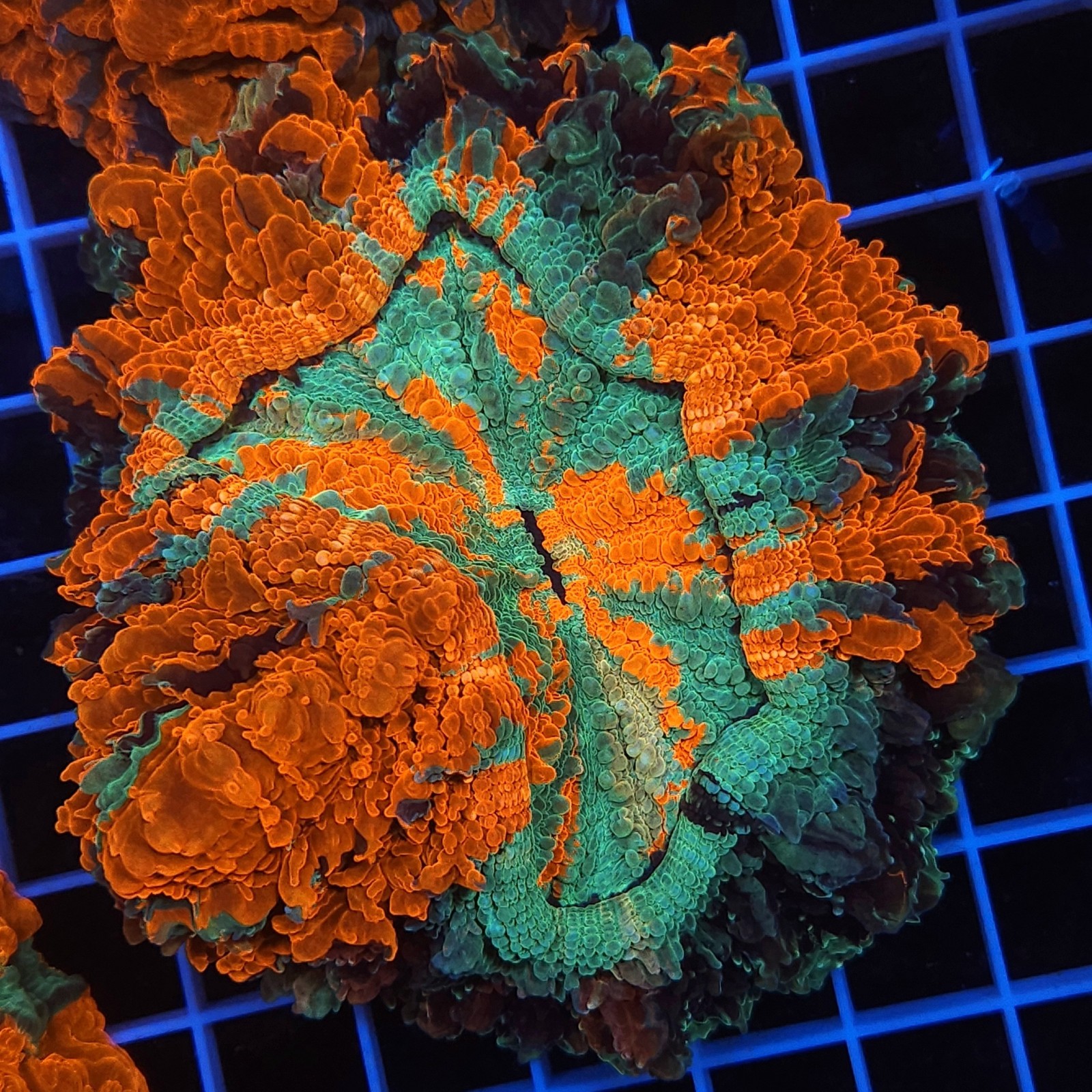 H-7406 - Acanthophyllia