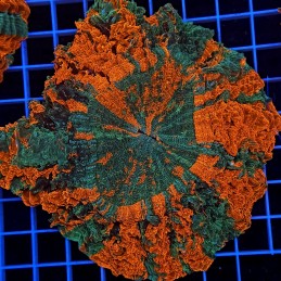 H-7407 - Acanthophyllia