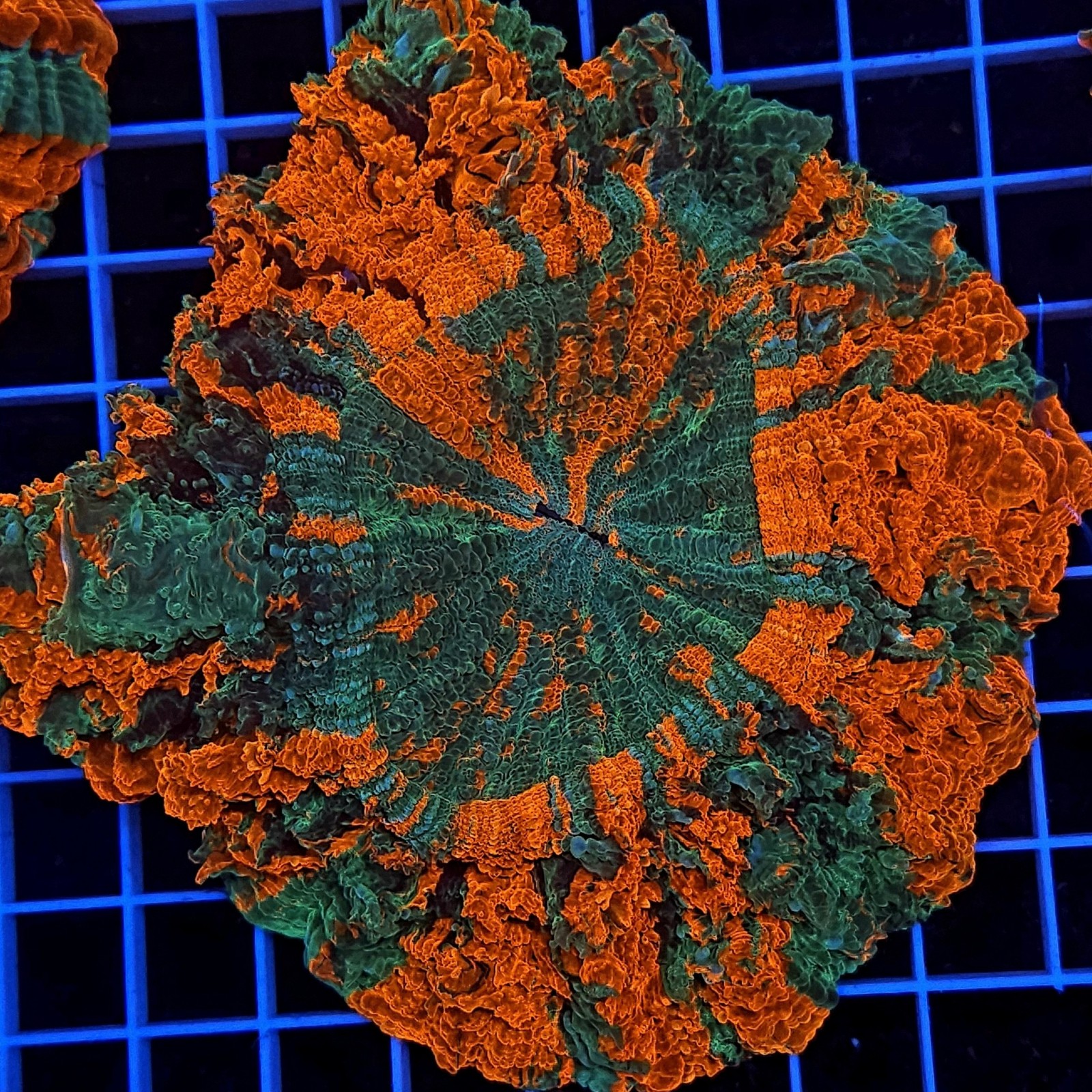 H-7407 - Acanthophyllia