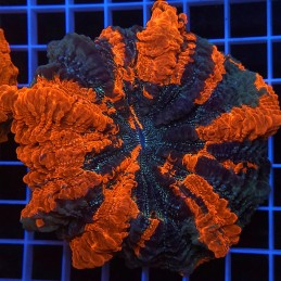 H-7408 - Acanthophyllia