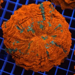 H-7409 - Acanthophyllia