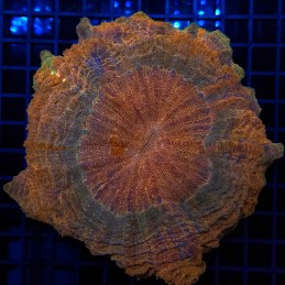 H-7410 - Acanthophyllia