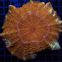 H-7411 - Acanthophyllia