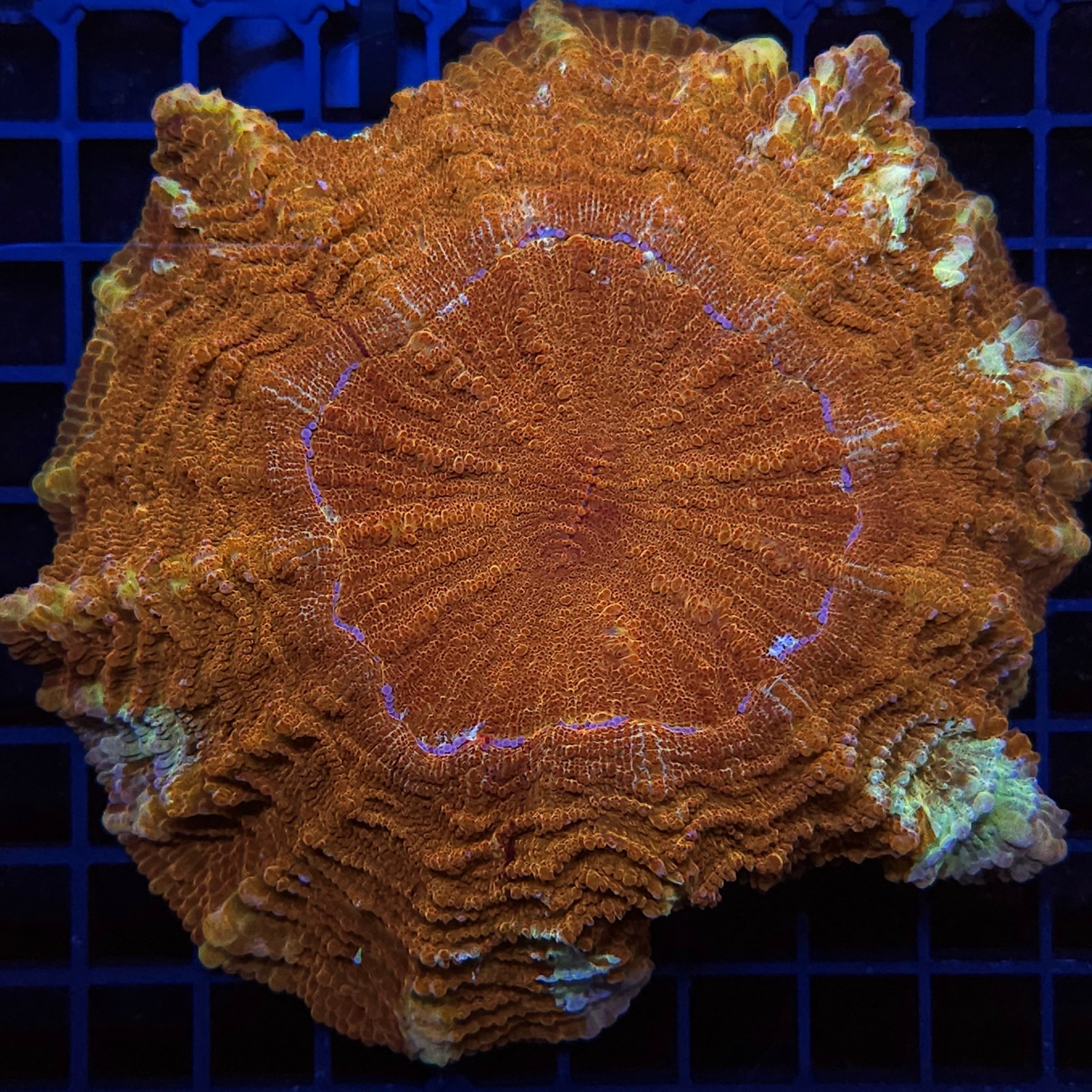 H-7411 - Acanthophyllia