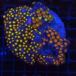 H-9304 - Zoanthus spp