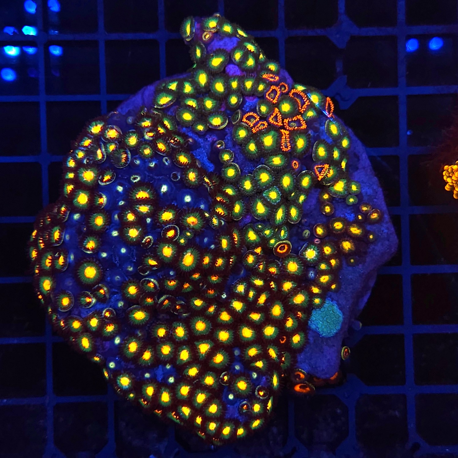 H-9305 - Zoanthus spp