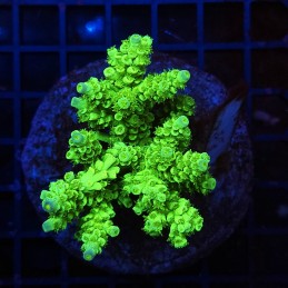 H-1001 - Acropora