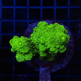 H-1002 - Acropora