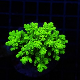 H-1003 - Acropora