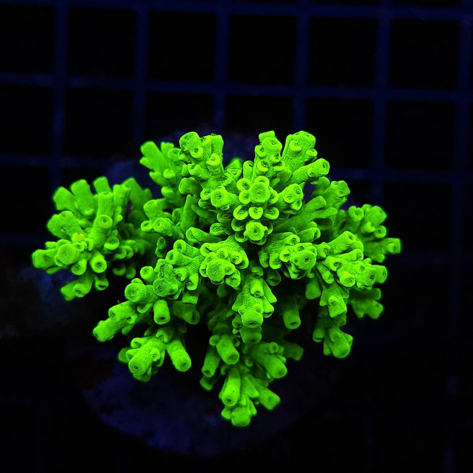 H-1003 - Acropora