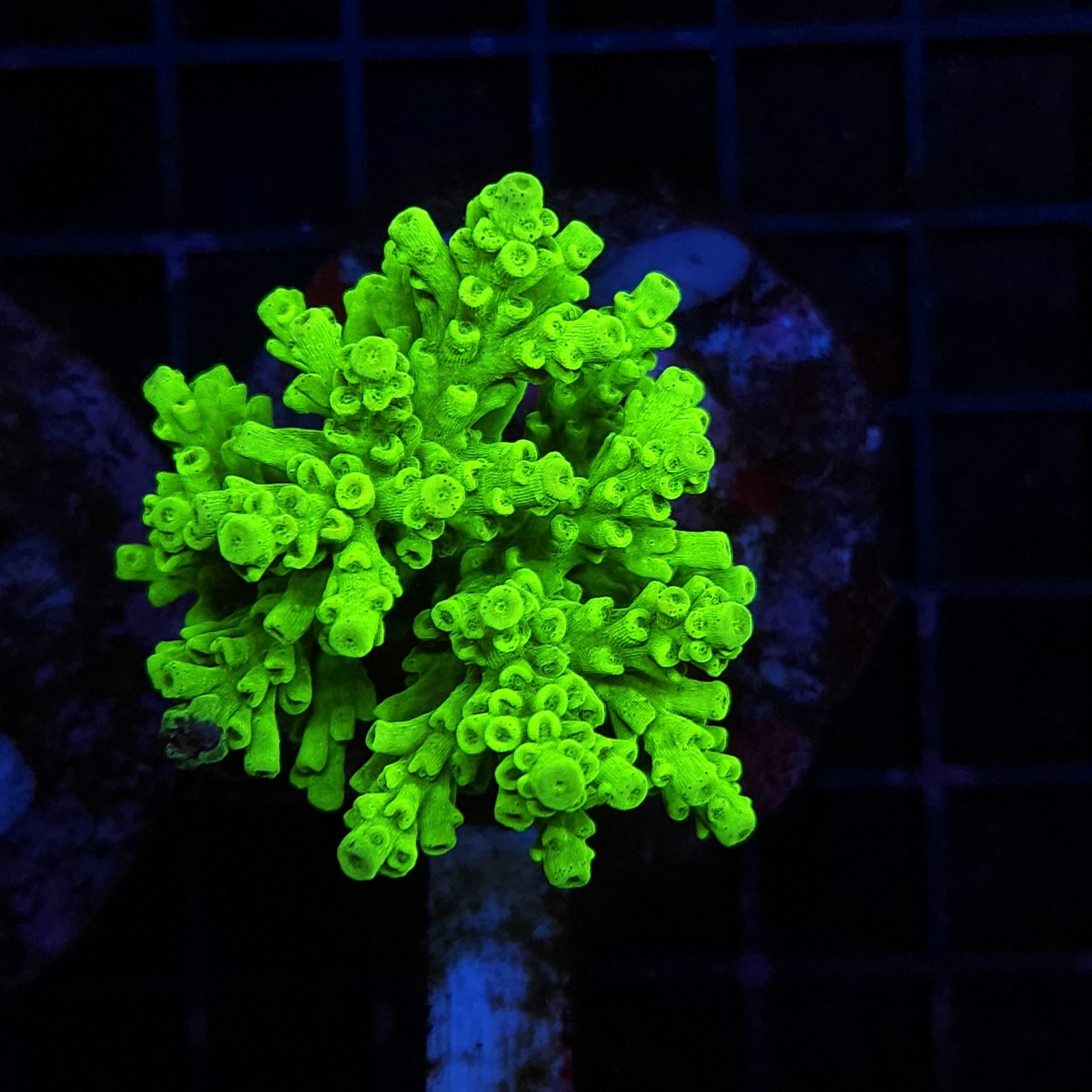 H-1005 - Acropora
