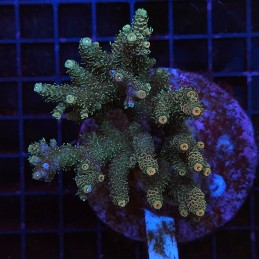 H-1006 - Acropora