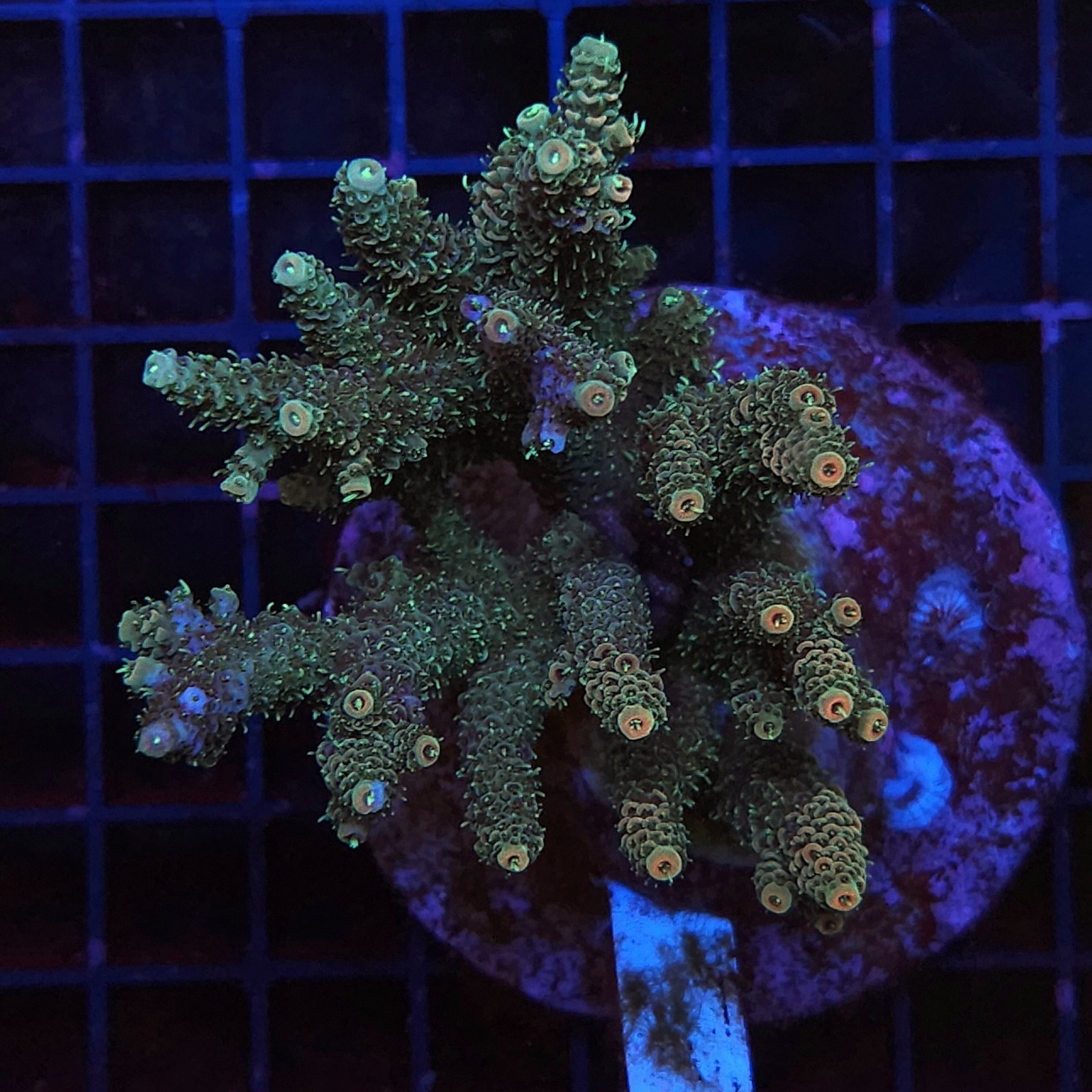 H-1006 - Acropora
