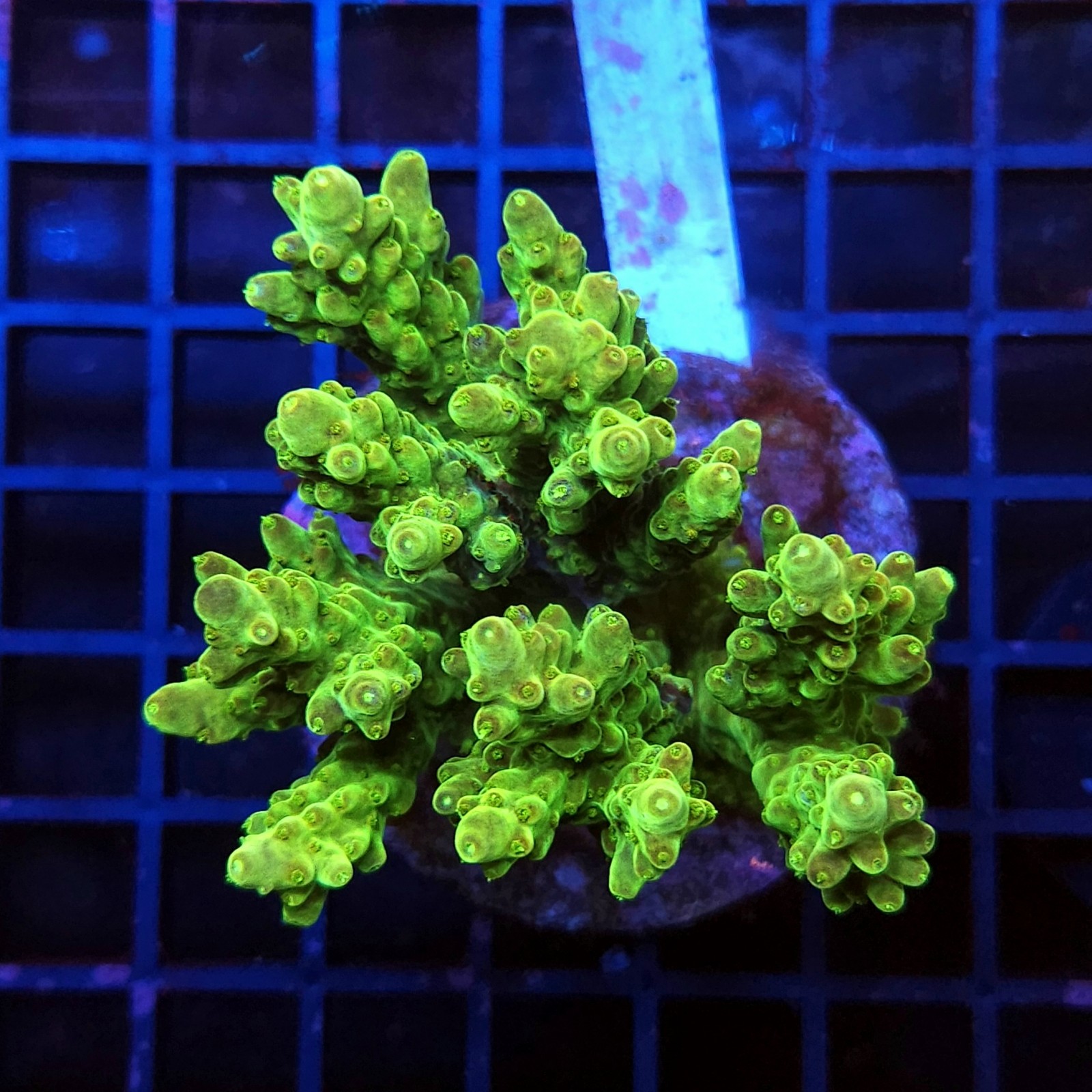 H-1007 - Acropora